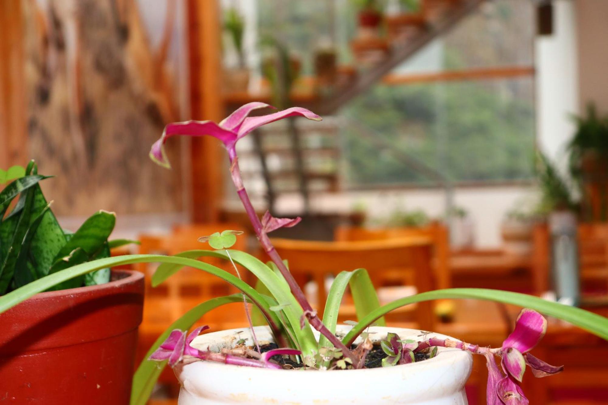 Fenix Hotel Machupicchu Екстериор снимка